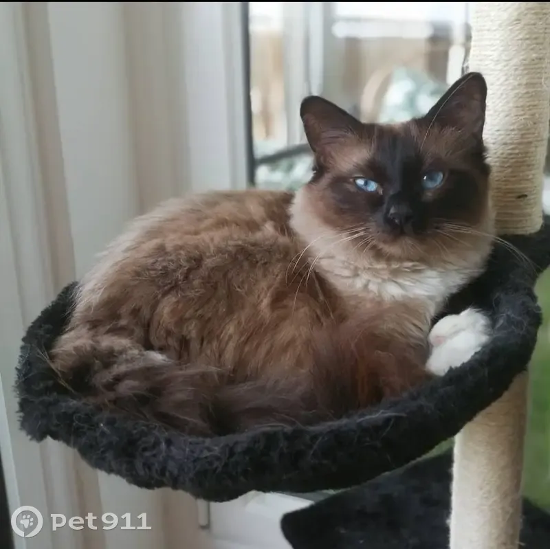 Chat d'appartement perdu à Joué-lès-Tours - photo