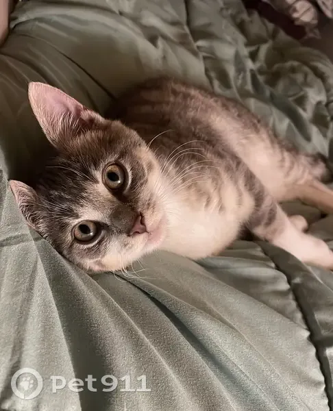 Chaton tigré perdu à Moncheaux - photo