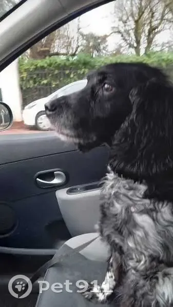 Chien âgé Brets perdu retrouvé - photo