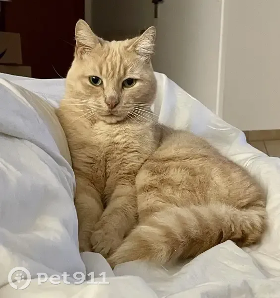 Chat crème tigré perdu à Coupvray - photo