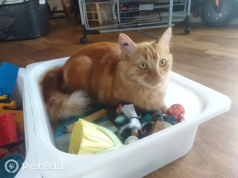 Savana, chatte rousse perdue - photo
