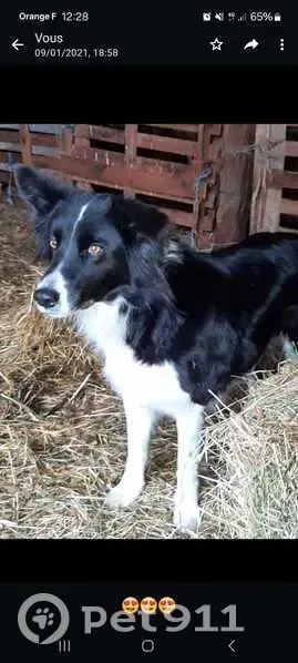 Chien Border Collie perdu - photo