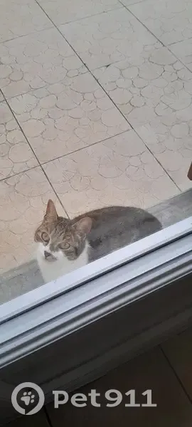 Chat perdu à Buxeuil retrouvé - photo