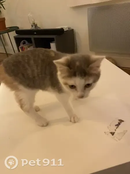 Chaton perdu: Blanc/Gris, Tours - photo