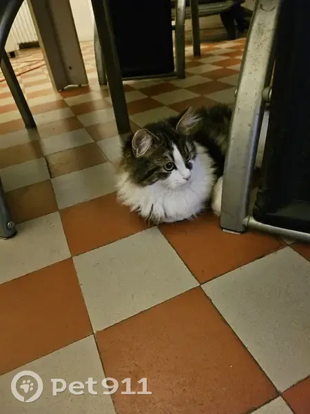 Chaton doux trouvé à Villenavotte - photo