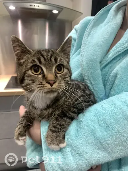 Chaton tigré trouvé à Nogent - photo