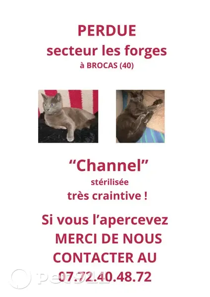 Chat perdu près de Brocas - photo