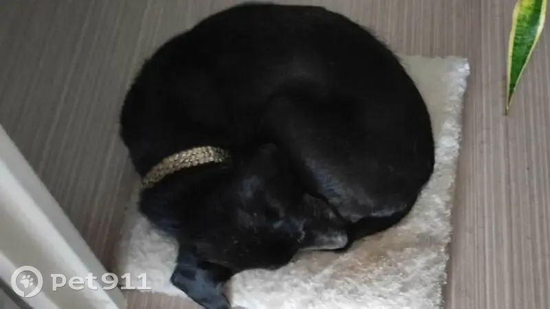 Chienne âgée noire perdue - Lemainville - photo