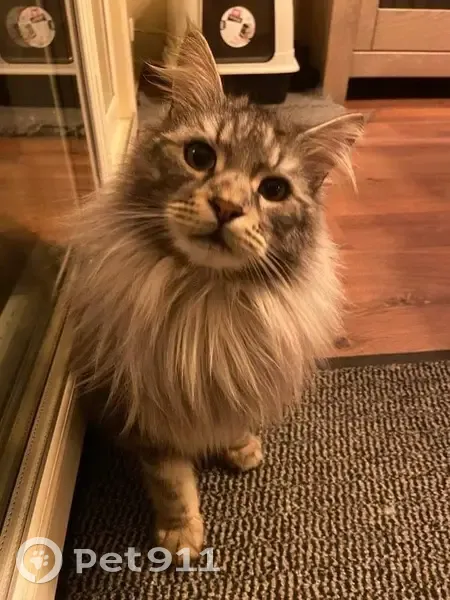 Chat Maine Coon perdu à Courtillers - photo