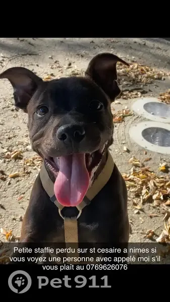 Staffie bringé perdu à Nîmes - photo