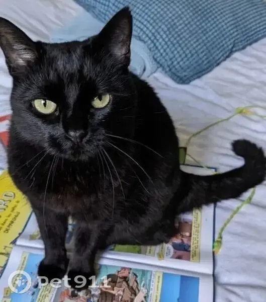 Chatte noire perdue - Le Raincy - photo
