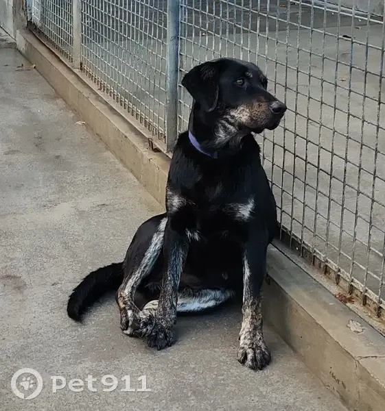 Chienne croisée labrador perdue - photo