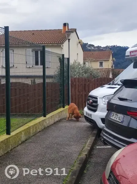Chien égaré avec collier vert - photo