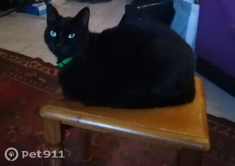 Chat noir tendre perdu - Soueich - photo