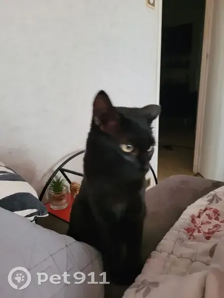 Chatte Topaze perdue, Ste-Savine - photo
