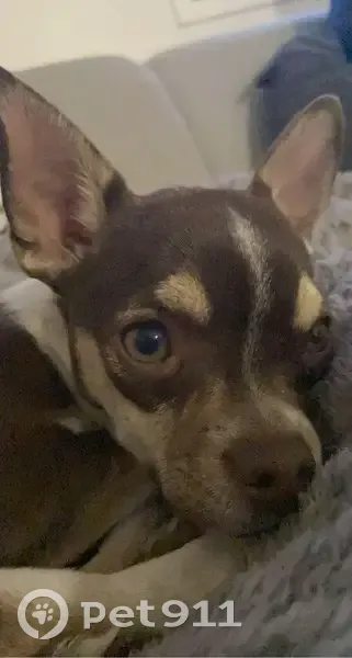 Filou, Chihuahua perdu à Guérigny - photo