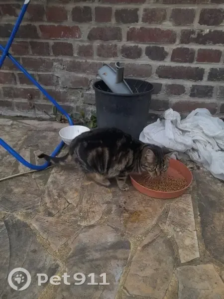 Chatons affamés et infestés trouvés - photo