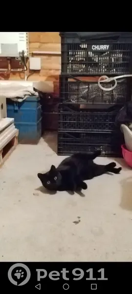 Chaton noir timide trouvé - photo