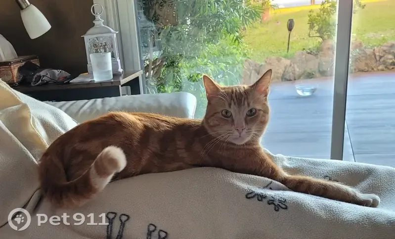 Chat roux perdu à Cannes - photo