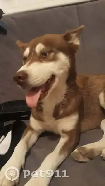 Alerte Husky bleu disparu - Écury - photo