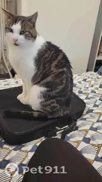 Chat tigré blanc perdu à Tinténiac - photo