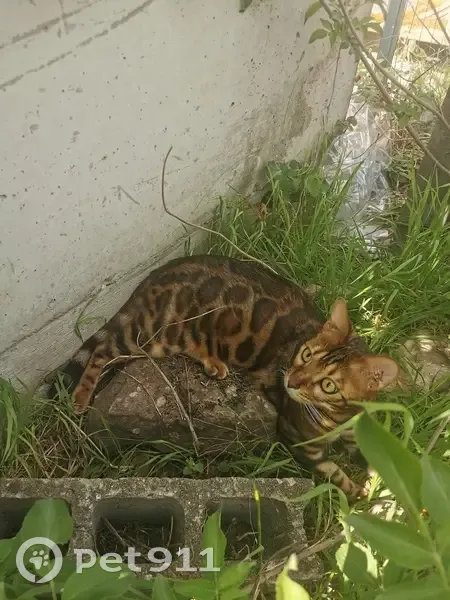 Alerte: Chat Simba perdu à Houssen - photo