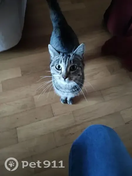 Chatte tigrée perdue à Sarreguemines - photo