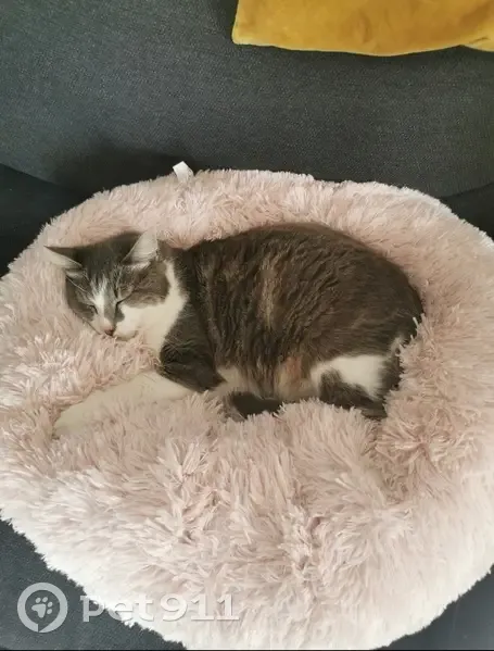 Chat gris-blanc perdu à Chaillé - photo