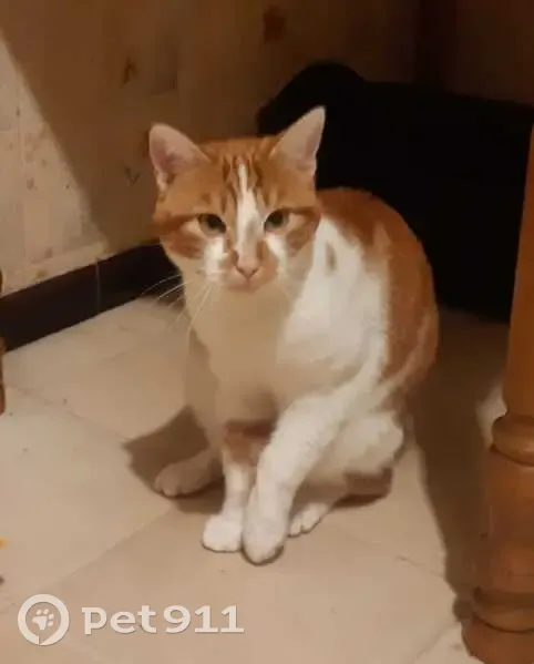 Chat perdu à Trappes - Avis - photo