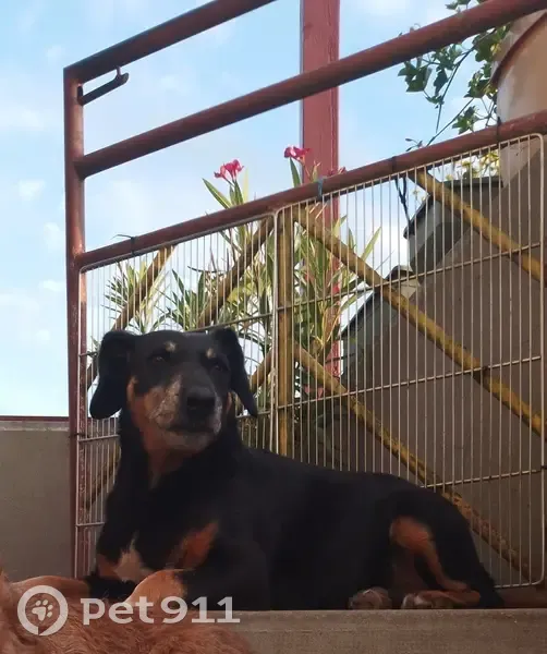 Chienne noire perdue - Loir en Vallée - photo