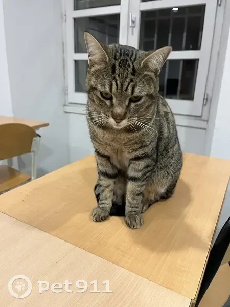 Chat câlin trouvé à Montpellier - photo