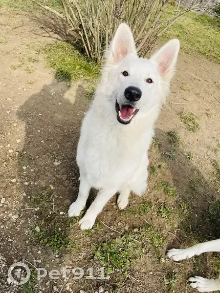 Chien perdu à Chozeau - photo