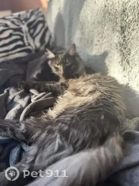 Chat noir disparu à Mouzillon - photo