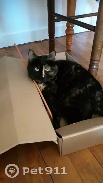 Chatte écaille perdue à Limoges - photo