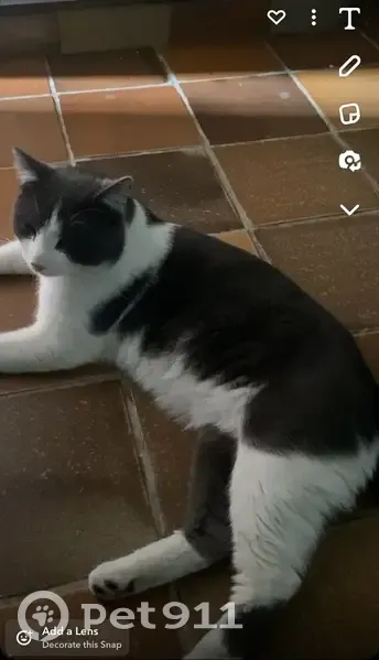 Chat gris-blanc perdu à Argenteuil - photo