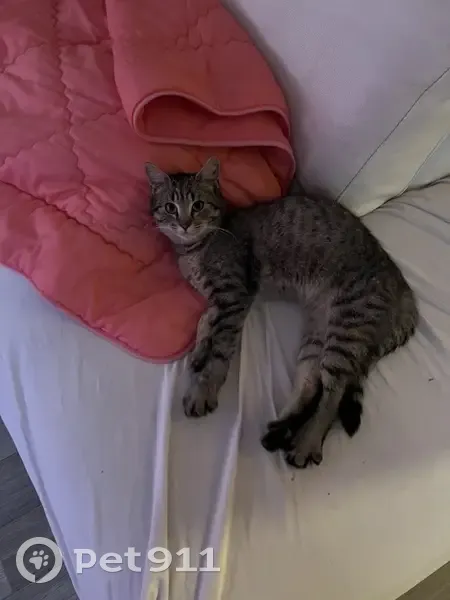 Chat affectueux trouvé à Angers - photo