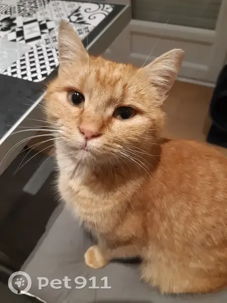 Chatte rousse câline trouvée - photo