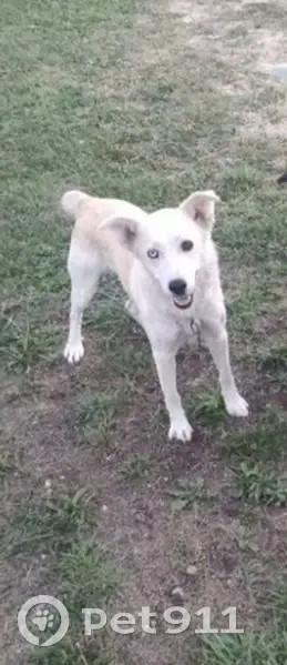 Chien croisé husky-épagneul perdu - photo