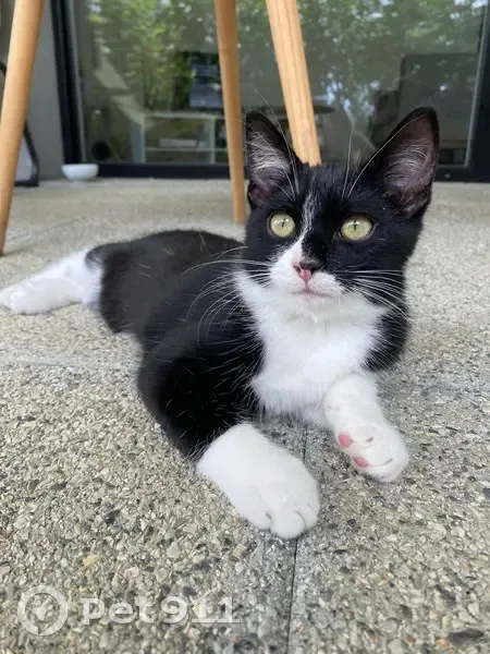 Chat noir et blanc perdu à Rennes - photo