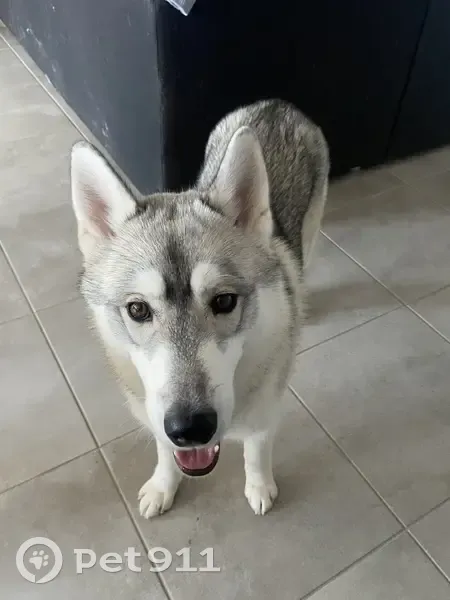 Husky perdu à Virandeville - photo