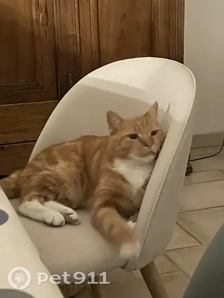 Perdu: Chat roux et blanc 6kg - photo
