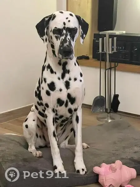 Pongo, Dalmatien perdu au Val - photo