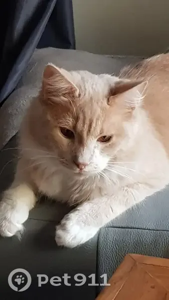Chaton sable perdu, Espiet D238 - photo