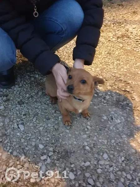 Chiot fauve perdu à Lye - photo