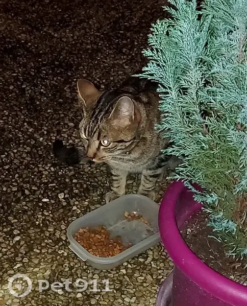Chat tigré perdu avec collier - photo