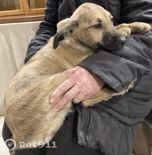 Chiot mâle sans queue trouvé - photo