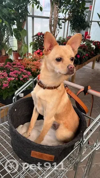 Chien de 5kg perdu à Abbécourt - photo