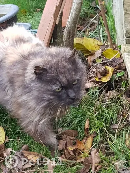 Chatte écaille trouvée à Orée - photo