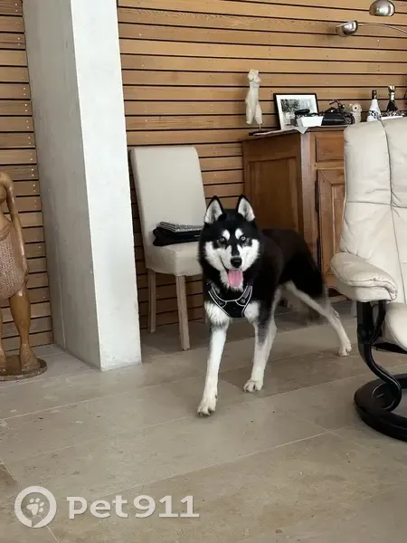 Alerte Husky perdu à Bruges - photo