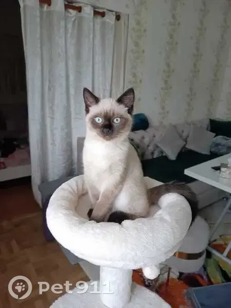 Avis de recherche: Caramel - photo